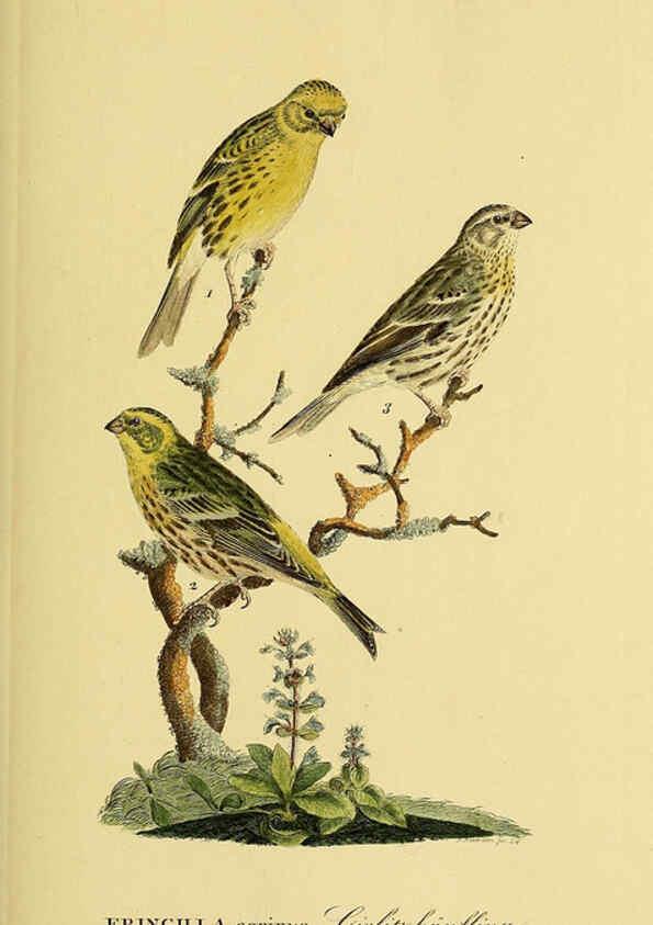 Reproducción/Reproduction 6058864965: Johann Andreas Naumann's ... Naturgeschichte der Vögel Deutschlands, nach einigen Erfahrungen entworfen. 13.T.Plates Leipzig :G. Fleischer,1820-1860