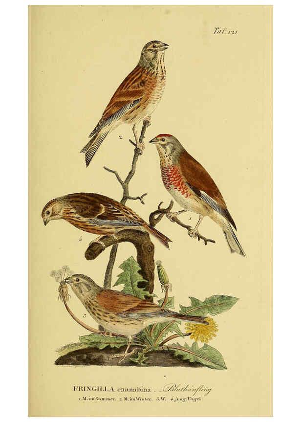 Reproducción/Reproduction 6058864133: Johann Andreas Naumann's ... Naturgeschichte der Vögel Deutschlands, nach einigen Erfahrungen entworfen. 13.T.Plates Leipzig :G. Fleischer,1820-1860