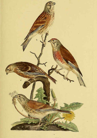Reproducción/Reproduction 6058864133: Johann Andreas Naumann's ... Naturgeschichte der Vögel Deutschlands, nach einigen Erfahrungen entworfen. 13.T.Plates Leipzig :G. Fleischer,1820-1860