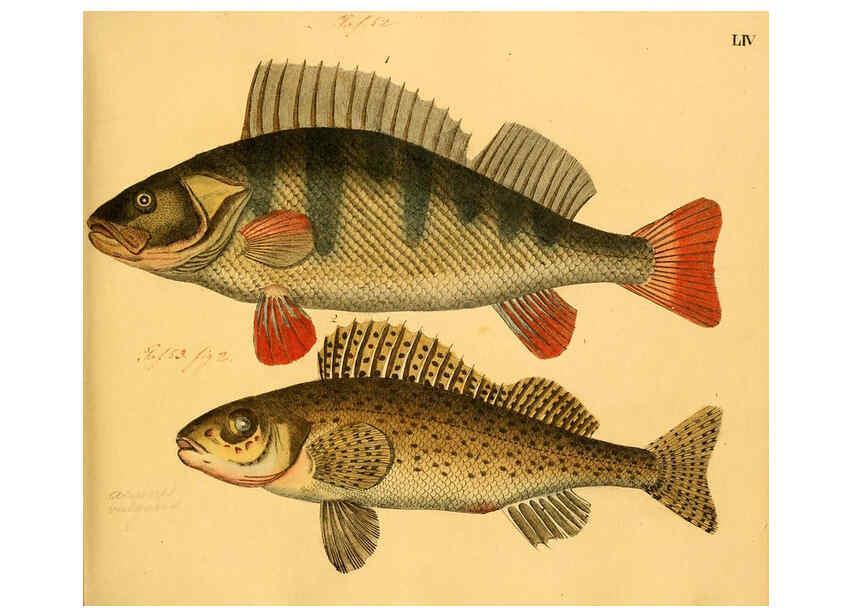 Reproducción/Reproduction 6058665487: Naturgeschichte in Bildern : mit erläuterndem Text / Von Professor Dr. Strack. Lief. 4. (Heft 33-56). Fische. Düsseldorf :Arnz & Co.,[1819-1826] 