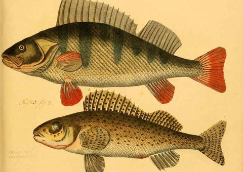 Reproducción/Reproduction 6058665487: Naturgeschichte in Bildern : mit erläuterndem Text / Von Professor Dr. Strack. Lief. 4. (Heft 33-56). Fische. Düsseldorf :Arnz & Co.,[1819-1826] 