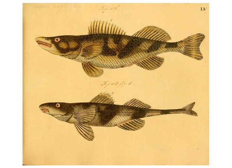 Reproducción/Reproduction 6058665663: Naturgeschichte in Bildern : mit erläuterndem Text / Von Professor Dr. Strack. Lief. 4. (Heft 33-56). Fische. Düsseldorf :Arnz & Co.,[1819-1826] 
