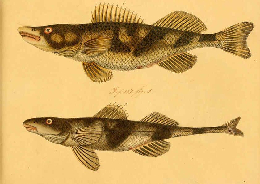Reproducción/Reproduction 6058665663: Naturgeschichte in Bildern : mit erläuterndem Text / Von Professor Dr. Strack. Lief. 4. (Heft 33-56). Fische. Düsseldorf :Arnz & Co.,[1819-1826] 