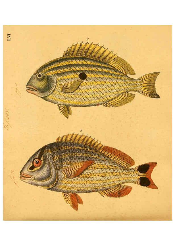 Reproducción/Reproduction 6059213460: Naturgeschichte in Bildern : mit erläuterndem Text / Von Professor Dr. Strack. Lief. 4. (Heft 33-56). Fische. Düsseldorf :Arnz & Co.,[1819-1826] 
