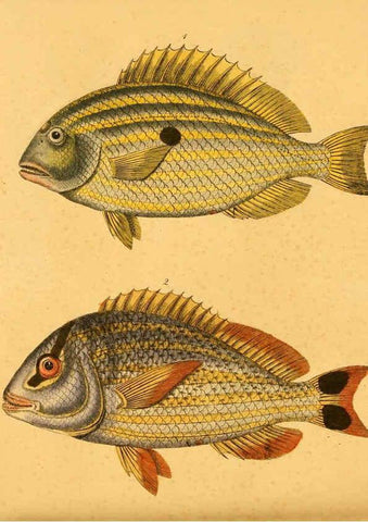 Reproducción/Reproduction 6059213460: Naturgeschichte in Bildern : mit erläuterndem Text / Von Professor Dr. Strack. Lief. 4. (Heft 33-56). Fische. Düsseldorf :Arnz & Co.,[1819-1826] 