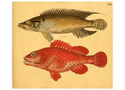 Reproducción/Reproduction 6058666053: Naturgeschichte in Bildern : mit erläuterndem Text / Von Professor Dr. Strack. Lief. 4. (Heft 33-56). Fische. Düsseldorf :Arnz & Co.,[1819-1826] 