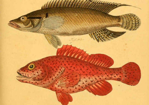 Reproducción/Reproduction 6058666053: Naturgeschichte in Bildern : mit erläuterndem Text / Von Professor Dr. Strack. Lief. 4. (Heft 33-56). Fische. Düsseldorf :Arnz & Co.,[1819-1826] 