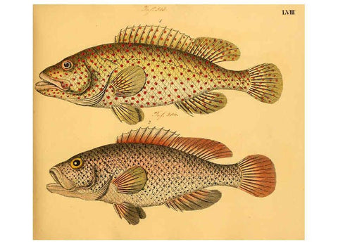 Reproducción/Reproduction 6059213772: Naturgeschichte in Bildern : mit erläuterndem Text / Von Professor Dr. Strack. Lief. 4. (Heft 33-56). Fische. Düsseldorf :Arnz & Co.,[1819-1826] 