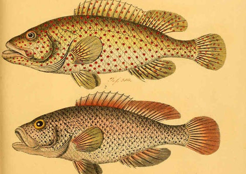 Reproducción/Reproduction 6059213772: Naturgeschichte in Bildern : mit erläuterndem Text / Von Professor Dr. Strack. Lief. 4. (Heft 33-56). Fische. Düsseldorf :Arnz & Co.,[1819-1826] 