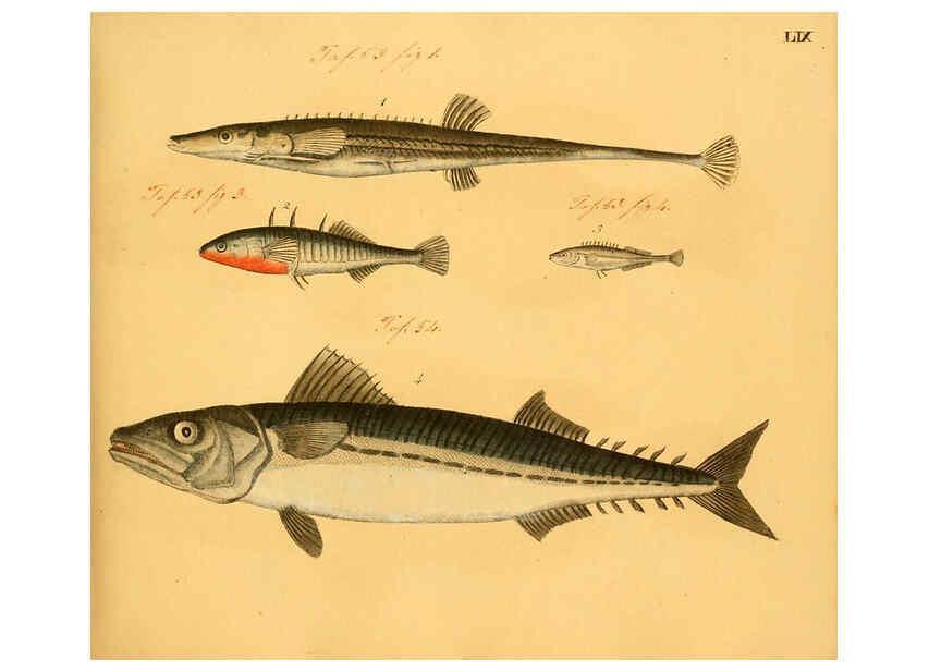 Reproducción/Reproduction 6058666459: Naturgeschichte in Bildern : mit erläuterndem Text / Von Professor Dr. Strack. Lief. 4. (Heft 33-56). Fische. Düsseldorf :Arnz & Co.,[1819-1826] 