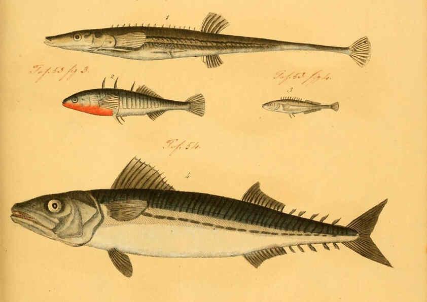 Reproducción/Reproduction 6058666459: Naturgeschichte in Bildern : mit erläuterndem Text / Von Professor Dr. Strack. Lief. 4. (Heft 33-56). Fische. Düsseldorf :Arnz & Co.,[1819-1826] 