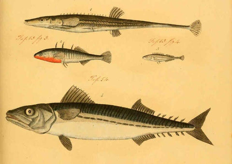 Reproducción/Reproduction 6058666459: Naturgeschichte in Bildern : mit erläuterndem Text / Von Professor Dr. Strack. Lief. 4. (Heft 33-56). Fische. Düsseldorf :Arnz & Co.,[1819-1826] 