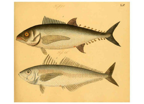 Reproducción/Reproduction 6059214146: Naturgeschichte in Bildern : mit erläuterndem Text / Von Professor Dr. Strack. Lief. 4. (Heft 33-56). Fische. Düsseldorf :Arnz & Co.,[1819-1826] 