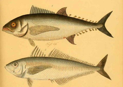 Reproducción/Reproduction 6059214146: Naturgeschichte in Bildern : mit erläuterndem Text / Von Professor Dr. Strack. Lief. 4. (Heft 33-56). Fische. Düsseldorf :Arnz & Co.,[1819-1826] 