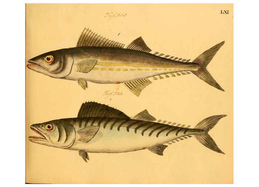 Reproducción/Reproduction 6059214282: Naturgeschichte in Bildern : mit erläuterndem Text / Von Professor Dr. Strack. Lief. 4. (Heft 33-56). Fische. Düsseldorf :Arnz & Co.,[1819-1826] 