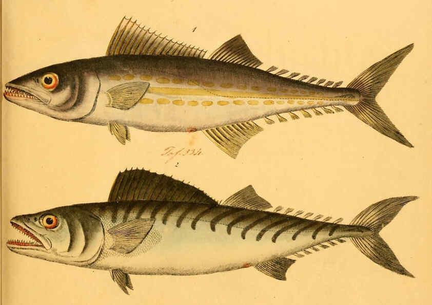 Reproducción/Reproduction 6059214282: Naturgeschichte in Bildern : mit erläuterndem Text / Von Professor Dr. Strack. Lief. 4. (Heft 33-56). Fische. Düsseldorf :Arnz & Co.,[1819-1826] 
