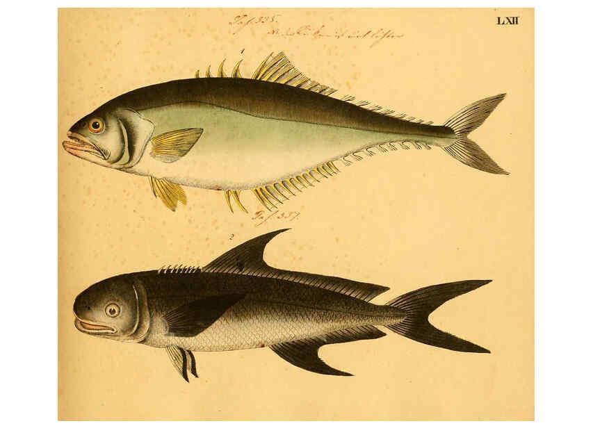 Reproducción/Reproduction 6059214456: Naturgeschichte in Bildern : mit erläuterndem Text / Von Professor Dr. Strack. Lief. 4. (Heft 33-56). Fische. Düsseldorf :Arnz & Co.,[1819-1826] 