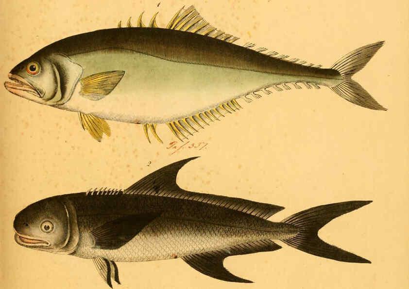Reproducción/Reproduction 6059214456: Naturgeschichte in Bildern : mit erläuterndem Text / Von Professor Dr. Strack. Lief. 4. (Heft 33-56). Fische. Düsseldorf :Arnz & Co.,[1819-1826] 
