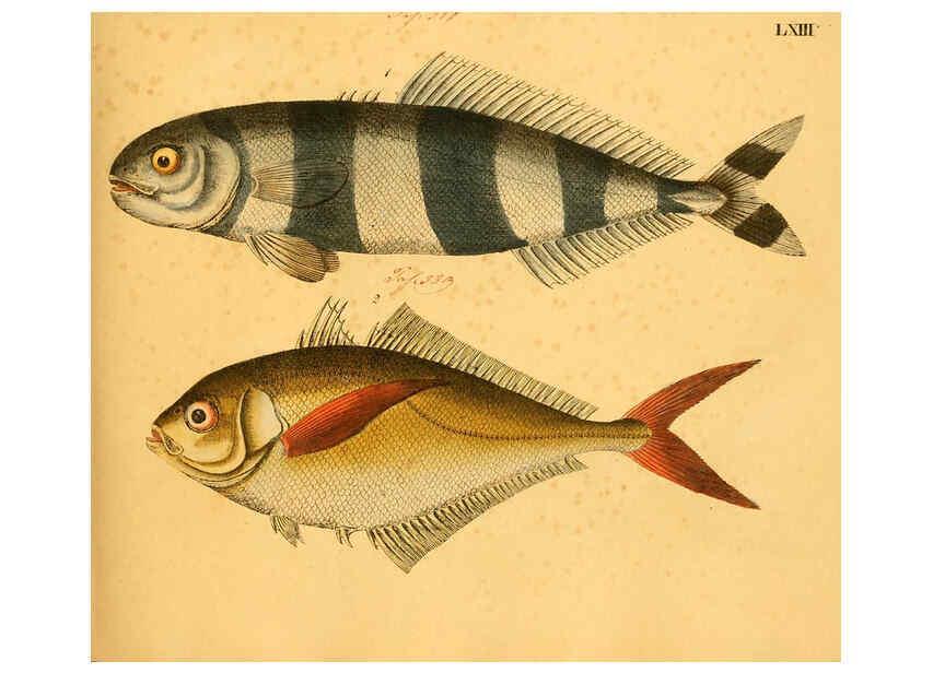 Reproducción/Reproduction 6058667137: Naturgeschichte in Bildern : mit erläuterndem Text / Von Professor Dr. Strack. Lief. 4. (Heft 33-56). Fische. Düsseldorf :Arnz & Co.,[1819-1826] 