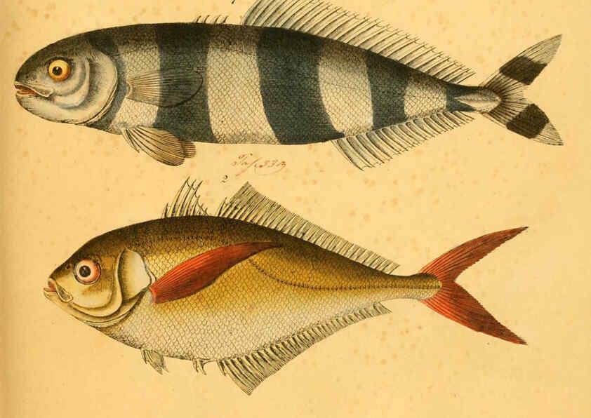 Reproducción/Reproduction 6058667137: Naturgeschichte in Bildern : mit erläuterndem Text / Von Professor Dr. Strack. Lief. 4. (Heft 33-56). Fische. Düsseldorf :Arnz & Co.,[1819-1826] 