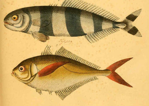Reproducción/Reproduction 6058667137: Naturgeschichte in Bildern : mit erläuterndem Text / Von Professor Dr. Strack. Lief. 4. (Heft 33-56). Fische. Düsseldorf :Arnz & Co.,[1819-1826] 