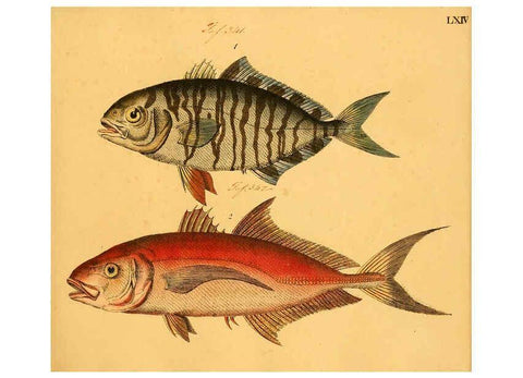 Reproducción/Reproduction 6058667361: Naturgeschichte in Bildern : mit erläuterndem Text / Von Professor Dr. Strack. Lief. 4. (Heft 33-56). Fische. Düsseldorf :Arnz & Co.,[1819-1826] 