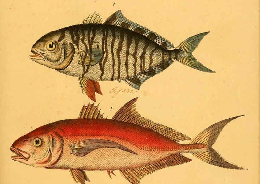 Reproducción/Reproduction 6058667361: Naturgeschichte in Bildern : mit erläuterndem Text / Von Professor Dr. Strack. Lief. 4. (Heft 33-56). Fische. Düsseldorf :Arnz & Co.,[1819-1826] 