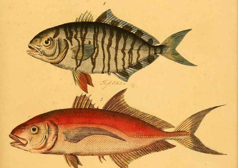 Reproducción/Reproduction 6058667361: Naturgeschichte in Bildern : mit erläuterndem Text / Von Professor Dr. Strack. Lief. 4. (Heft 33-56). Fische. Düsseldorf :Arnz & Co.,[1819-1826] 