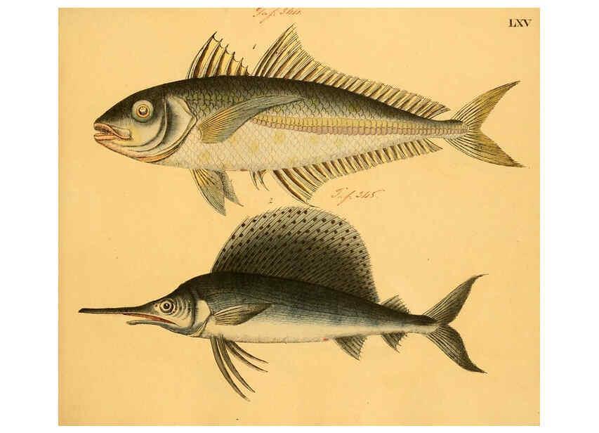 Reproducción/Reproduction 6059214996: Naturgeschichte in Bildern : mit erläuterndem Text / Von Professor Dr. Strack. Lief. 4. (Heft 33-56). Fische. Düsseldorf :Arnz & Co.,[1819-1826] 