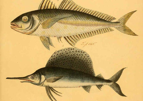 Reproducción/Reproduction 6059214996: Naturgeschichte in Bildern : mit erläuterndem Text / Von Professor Dr. Strack. Lief. 4. (Heft 33-56). Fische. Düsseldorf :Arnz & Co.,[1819-1826] 