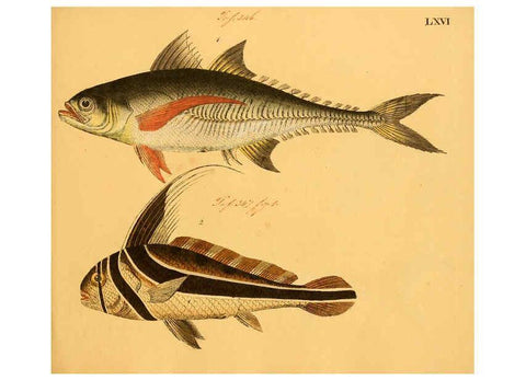Reproducción/Reproduction 6059215156: Naturgeschichte in Bildern : mit erläuterndem Text / Von Professor Dr. Strack. Lief. 4. (Heft 33-56). Fische. Düsseldorf :Arnz & Co.,[1819-1826] 