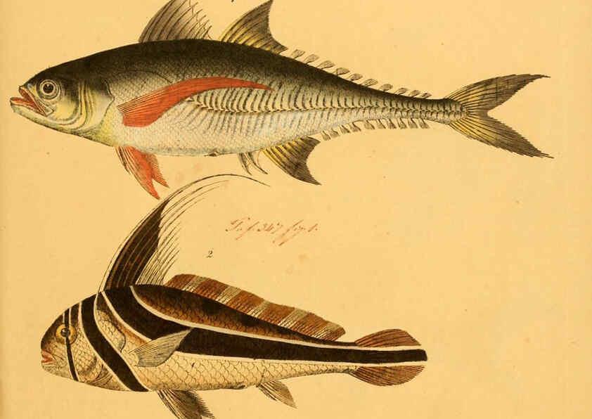 Reproducción/Reproduction 6059215156: Naturgeschichte in Bildern : mit erläuterndem Text / Von Professor Dr. Strack. Lief. 4. (Heft 33-56). Fische. Düsseldorf :Arnz & Co.,[1819-1826] 