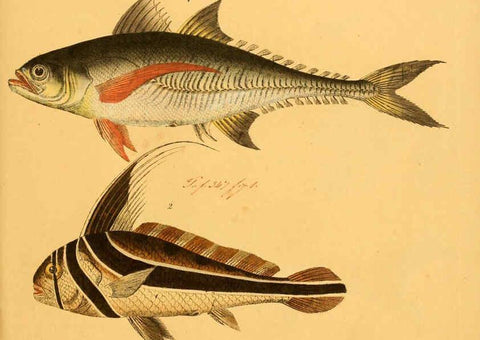 Reproducción/Reproduction 6059215156: Naturgeschichte in Bildern : mit erläuterndem Text / Von Professor Dr. Strack. Lief. 4. (Heft 33-56). Fische. Düsseldorf :Arnz & Co.,[1819-1826] 