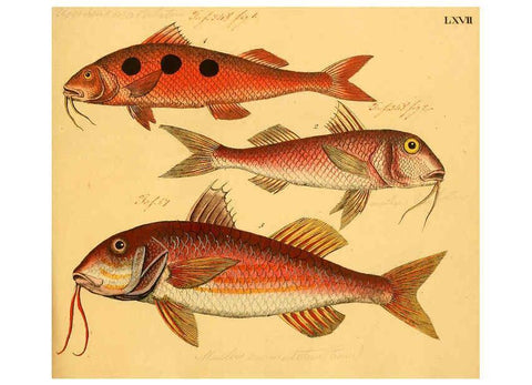 Reproducción/Reproduction 6058668041: Naturgeschichte in Bildern : mit erläuterndem Text / Von Professor Dr. Strack. Lief. 4. (Heft 33-56). Fische. Düsseldorf :Arnz & Co.,[1819-1826] 