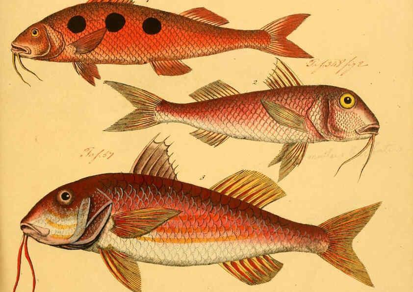 Reproducción/Reproduction 6058668041: Naturgeschichte in Bildern : mit erläuterndem Text / Von Professor Dr. Strack. Lief. 4. (Heft 33-56). Fische. Düsseldorf :Arnz & Co.,[1819-1826] 
