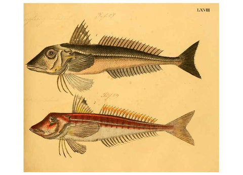 Reproducción/Reproduction 6059215600: Naturgeschichte in Bildern : mit erläuterndem Text / Von Professor Dr. Strack. Lief. 4. (Heft 33-56). Fische. Düsseldorf :Arnz & Co.,[1819-1826] 