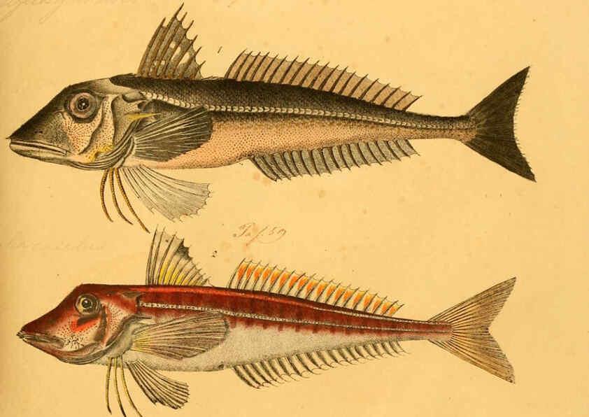 Reproducción/Reproduction 6059215600: Naturgeschichte in Bildern : mit erläuterndem Text / Von Professor Dr. Strack. Lief. 4. (Heft 33-56). Fische. Düsseldorf :Arnz & Co.,[1819-1826] 