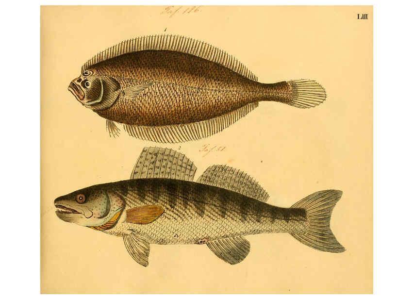 Reproducción/Reproduction 6058665303: Naturgeschichte in Bildern : mit erläuterndem Text / Von Professor Dr. Strack. Lief. 4. (Heft 33-56). Fische. Düsseldorf :Arnz & Co.,[1819-1826] 
