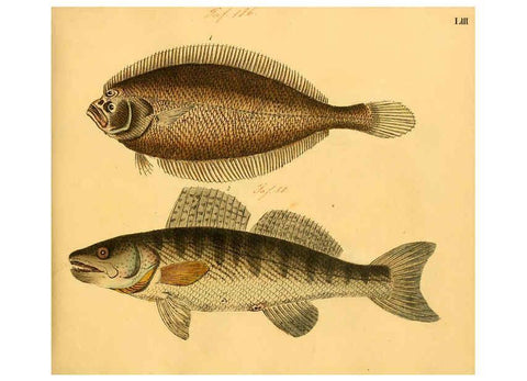 Reproducción/Reproduction 6058665303: Naturgeschichte in Bildern : mit erläuterndem Text / Von Professor Dr. Strack. Lief. 4. (Heft 33-56). Fische. Düsseldorf :Arnz & Co.,[1819-1826] 