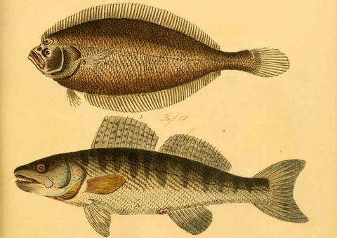 Reproducción/Reproduction 6058665303: Naturgeschichte in Bildern : mit erläuterndem Text / Von Professor Dr. Strack. Lief. 4. (Heft 33-56). Fische. Düsseldorf :Arnz & Co.,[1819-1826] 