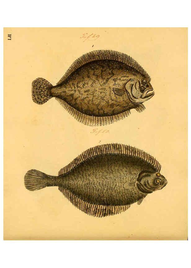 Reproducción/Reproduction 6059212792: Naturgeschichte in Bildern : mit erläuterndem Text / Von Professor Dr. Strack. Lief. 4. (Heft 33-56). Fische. Düsseldorf :Arnz & Co.,[1819-1826] 