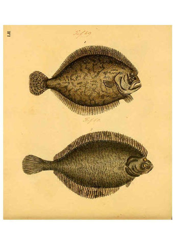 Reproducción/Reproduction 6059212792: Naturgeschichte in Bildern : mit erläuterndem Text / Von Professor Dr. Strack. Lief. 4. (Heft 33-56). Fische. Düsseldorf :Arnz & Co.,[1819-1826] 