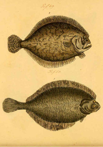 Reproducción/Reproduction 6059212792: Naturgeschichte in Bildern : mit erläuterndem Text / Von Professor Dr. Strack. Lief. 4. (Heft 33-56). Fische. Düsseldorf :Arnz & Co.,[1819-1826] 