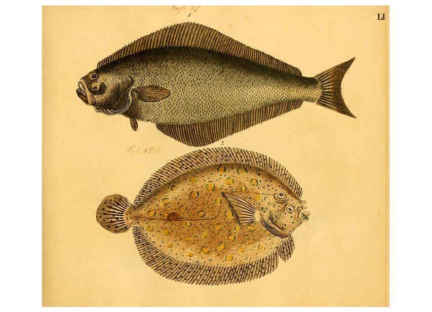 Reproducción/Reproduction 6059212632: Naturgeschichte in Bildern : mit erläuterndem Text / Von Professor Dr. Strack. Lief. 4. (Heft 33-56). Fische. Düsseldorf :Arnz & Co.,[1819-1826] 
