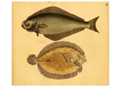 Reproducción/Reproduction 6059212632: Naturgeschichte in Bildern : mit erläuterndem Text / Von Professor Dr. Strack. Lief. 4. (Heft 33-56). Fische. Düsseldorf :Arnz & Co.,[1819-1826] 