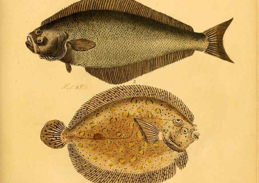 Reproducción/Reproduction 6059212632: Naturgeschichte in Bildern : mit erläuterndem Text / Von Professor Dr. Strack. Lief. 4. (Heft 33-56). Fische. Düsseldorf :Arnz & Co.,[1819-1826] 