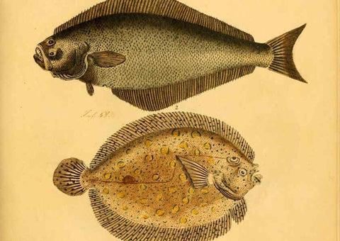 Reproducción/Reproduction 6059212632: Naturgeschichte in Bildern : mit erläuterndem Text / Von Professor Dr. Strack. Lief. 4. (Heft 33-56). Fische. Düsseldorf :Arnz & Co.,[1819-1826] 