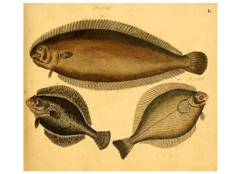 Reproducción/Reproduction 6059212344: Naturgeschichte in Bildern : mit erläuterndem Text / Von Professor Dr. Strack. Lief. 4. (Heft 33-56). Fische. Düsseldorf :Arnz & Co.,[1819-1826] 
