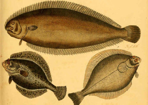 Reproducción/Reproduction 6059212344: Naturgeschichte in Bildern : mit erläuterndem Text / Von Professor Dr. Strack. Lief. 4. (Heft 33-56). Fische. Düsseldorf :Arnz & Co.,[1819-1826] 