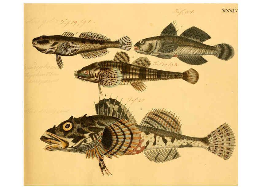 Reproducción/Reproduction 6058661289: Naturgeschichte in Bildern : mit erläuterndem Text / Von Professor Dr. Strack. Lief. 4. (Heft 33-56). Fische. Düsseldorf :Arnz & Co.,[1819-1826] 
